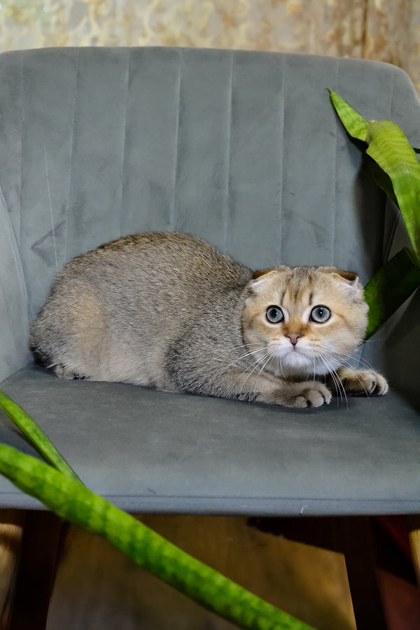 Edgar | Scottish Fold Kitten