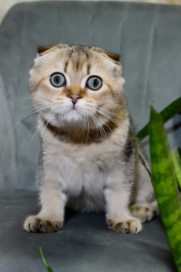 Edgar | Scottish Fold Kitten