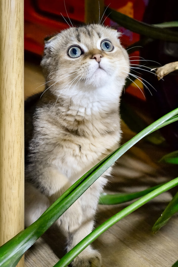 Edgar | Scottish Fold Kitten