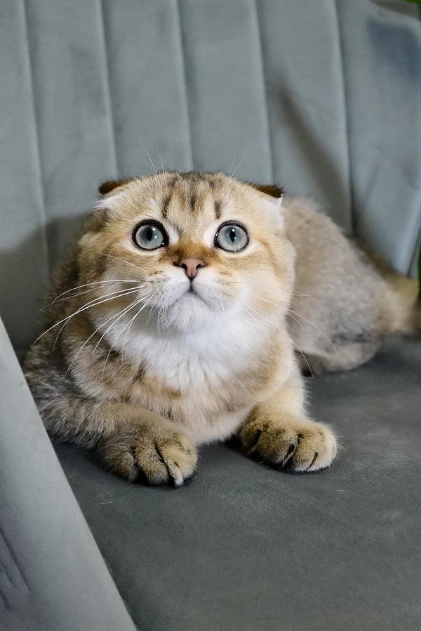 Edgar | Scottish Fold Kitten
