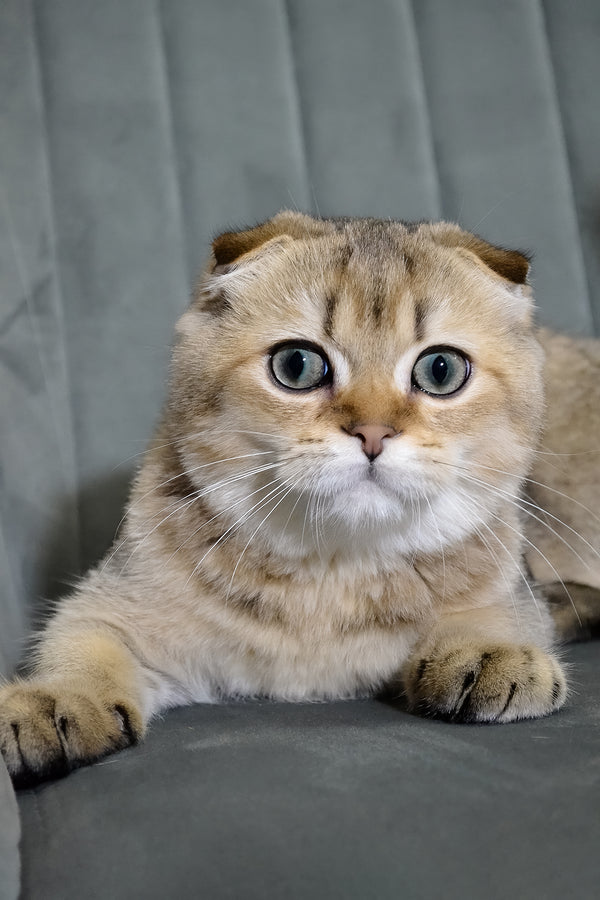 Edgar | Scottish Fold Kitten