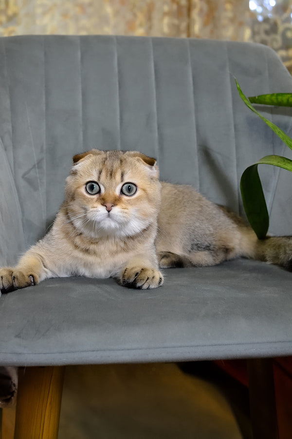 Edgar | Scottish Fold Kitten