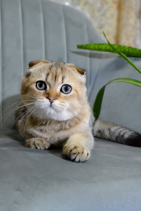 Edgar | Scottish Fold Kitten