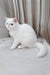 Edith | Exotic Shorthair Kitten