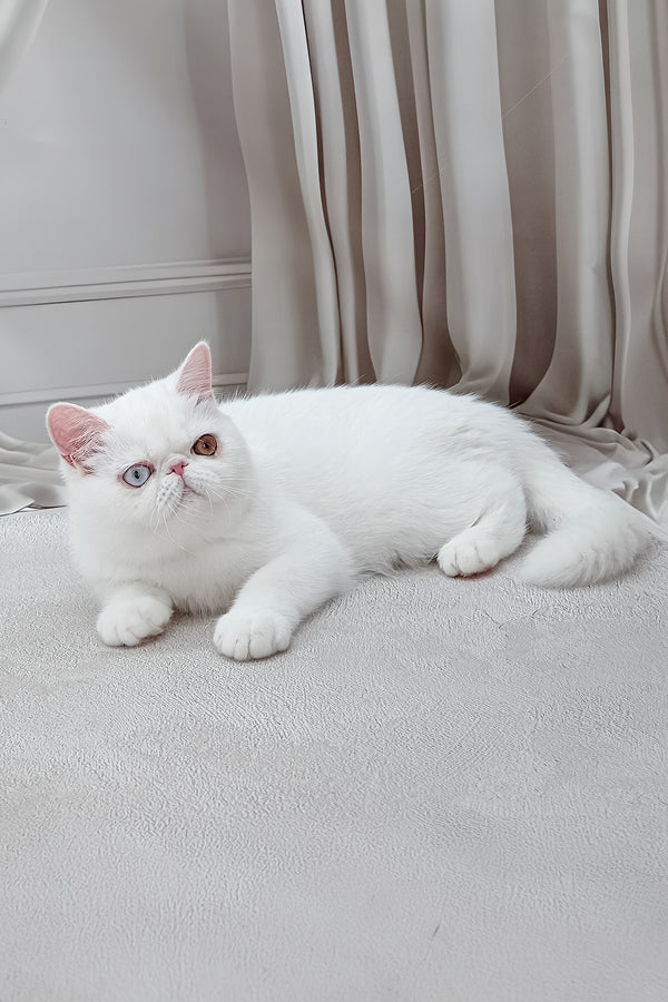 Edith | Exotic Shorthair Kitten