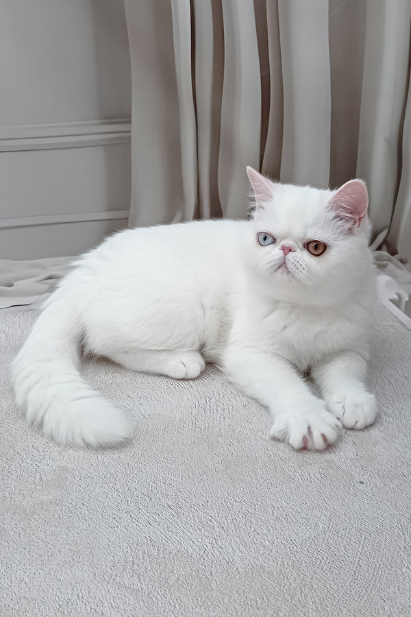 Edith | Exotic Shorthair Kitten