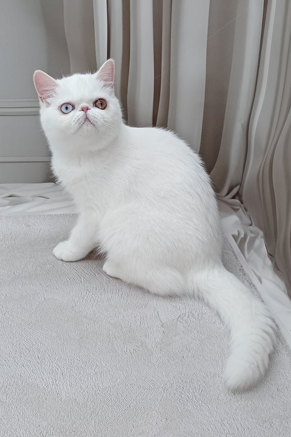 Edith | Exotic Shorthair Kitten