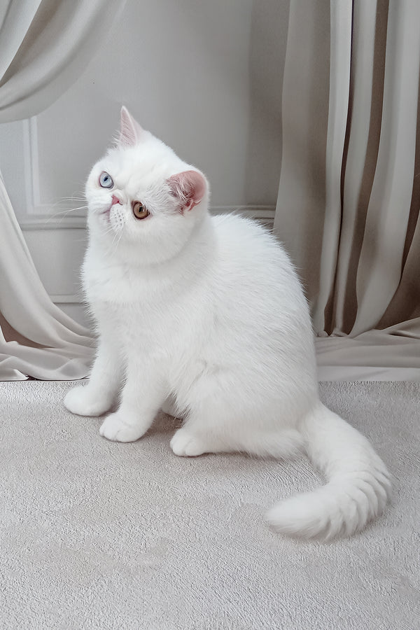 Edith | Exotic Shorthair Kitten