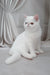 Edith | Exotic Shorthair Kitten