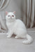 Edith | Exotic Shorthair Kitten