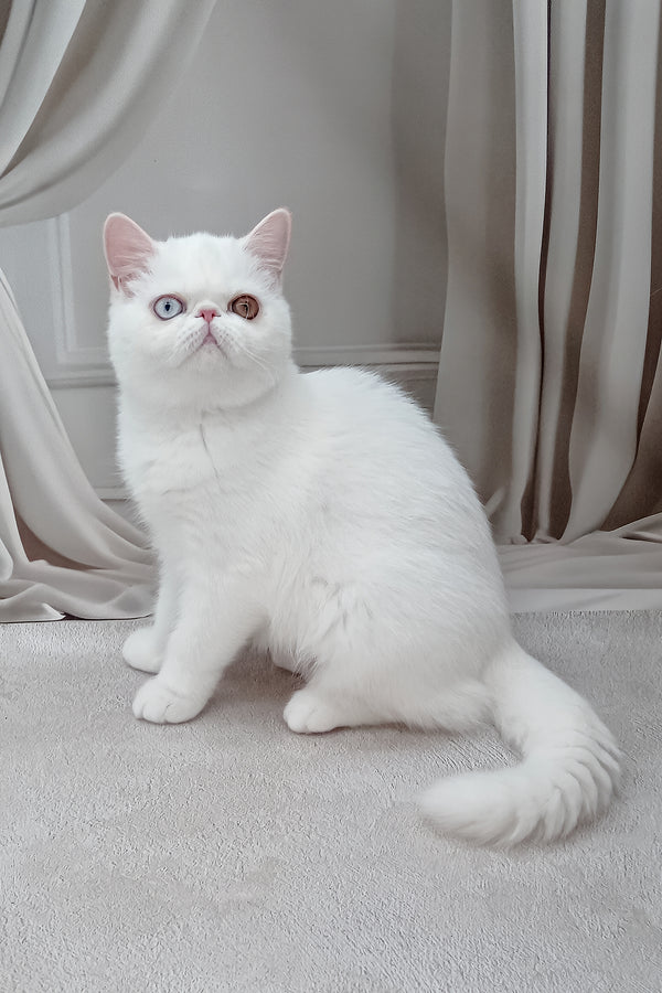 Edith | Exotic Shorthair Kitten