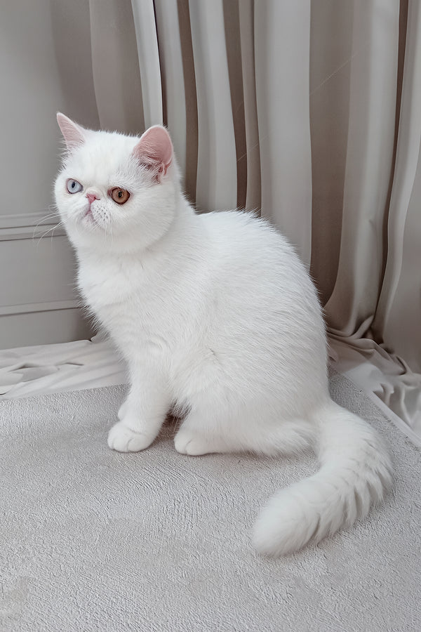Edith | Exotic Shorthair Kitten