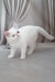 Edith | Exotic Shorthair Kitten