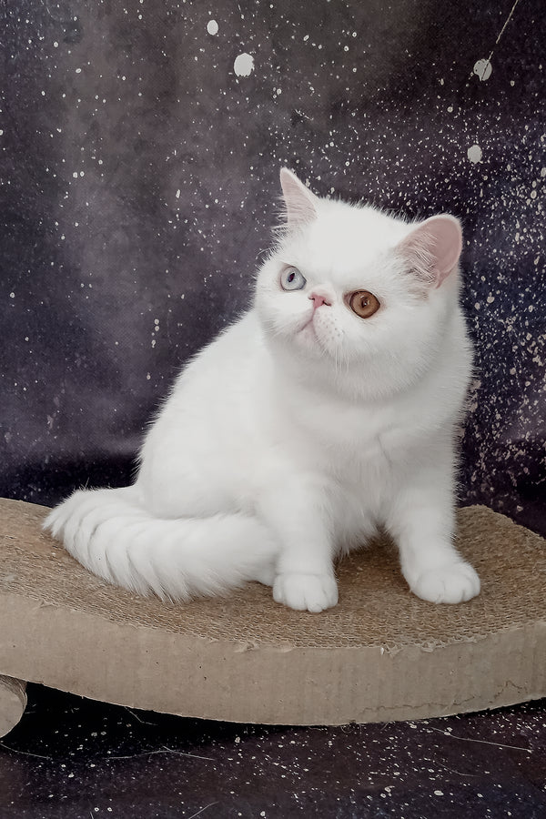 Edith | Exotic Shorthair Kitten