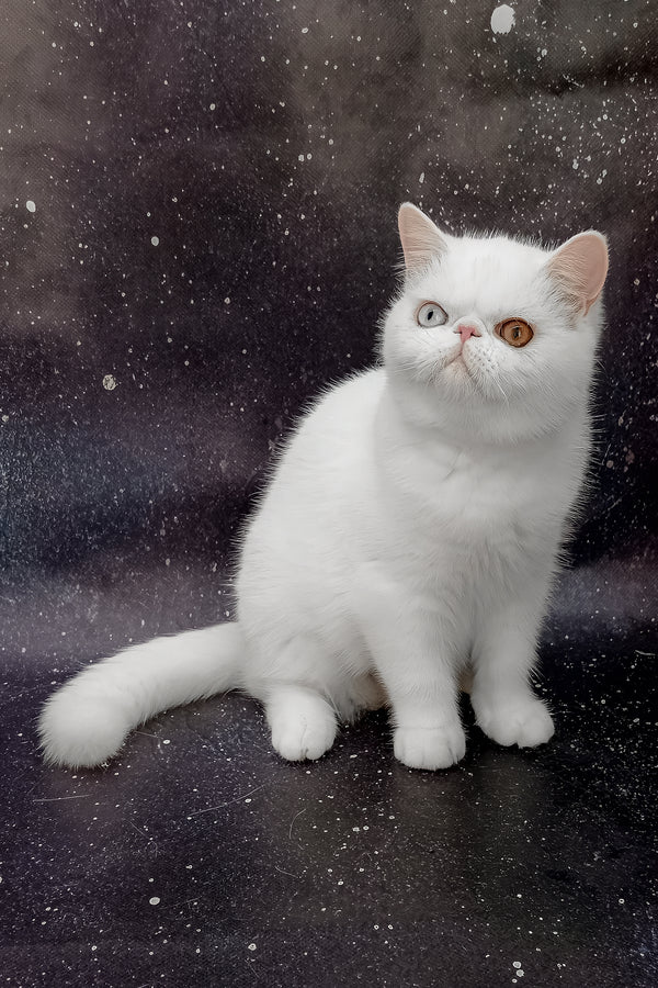 Edith | Exotic Shorthair Kitten