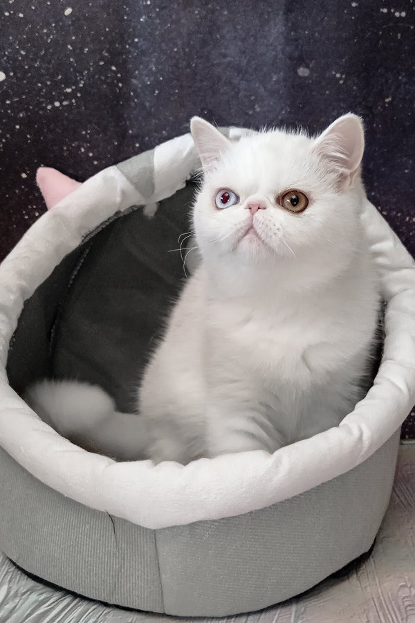 Edith | Exotic Shorthair Kitten