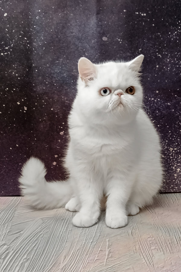 Edith | Exotic Shorthair Kitten