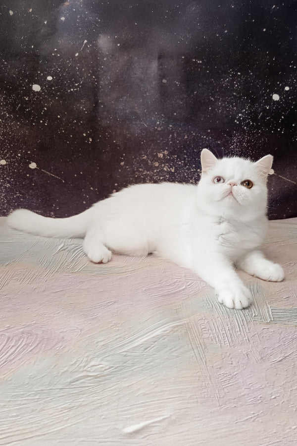 Edith | Exotic Shorthair Kitten