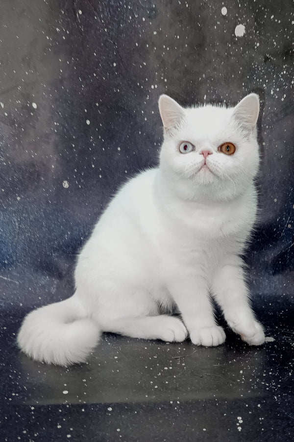 Edith | Exotic Shorthair Kitten