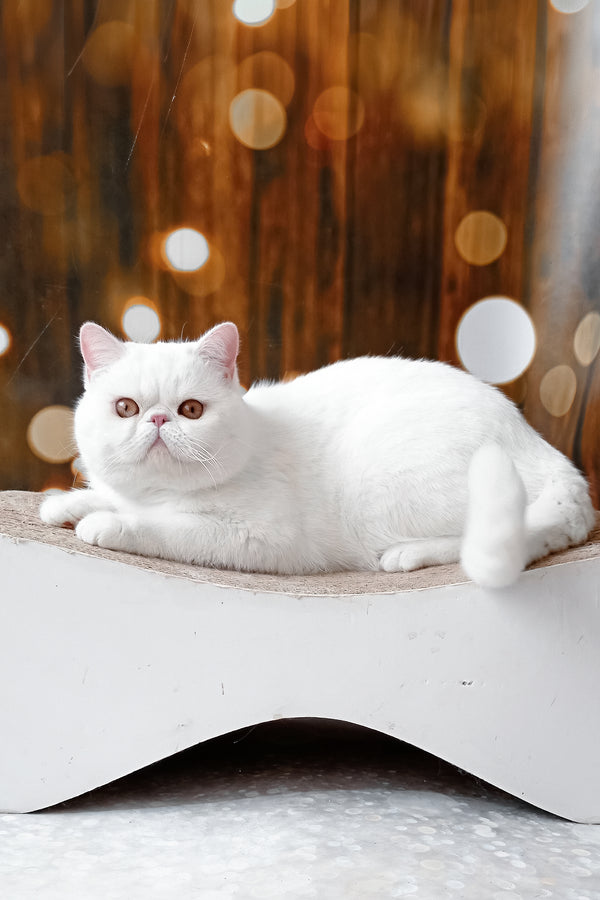 Edvard | Exotic Shorthair Kitten