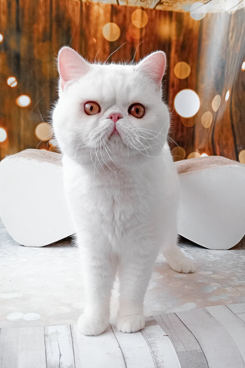 Edvard | Exotic Shorthair Kitten