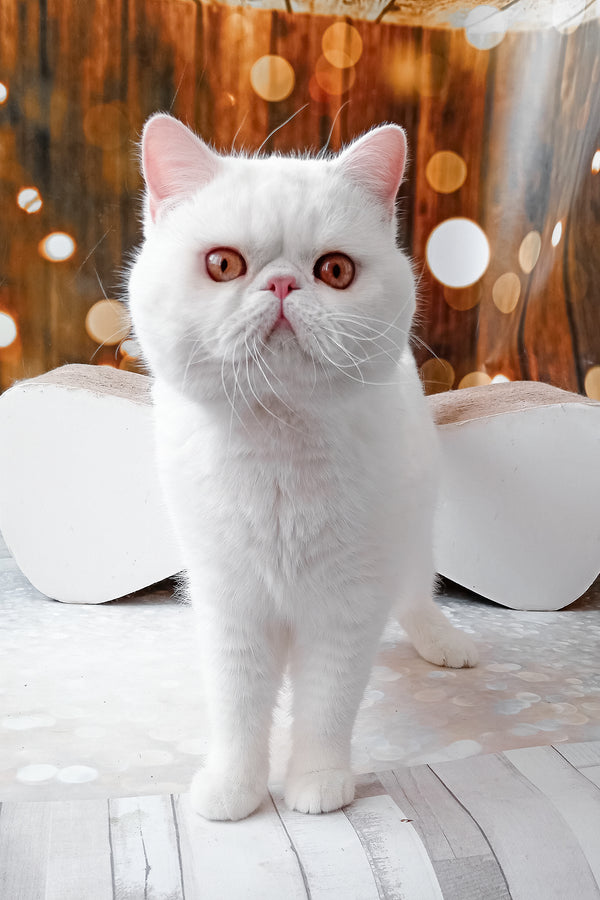 Edvard | Exotic Shorthair Kitten