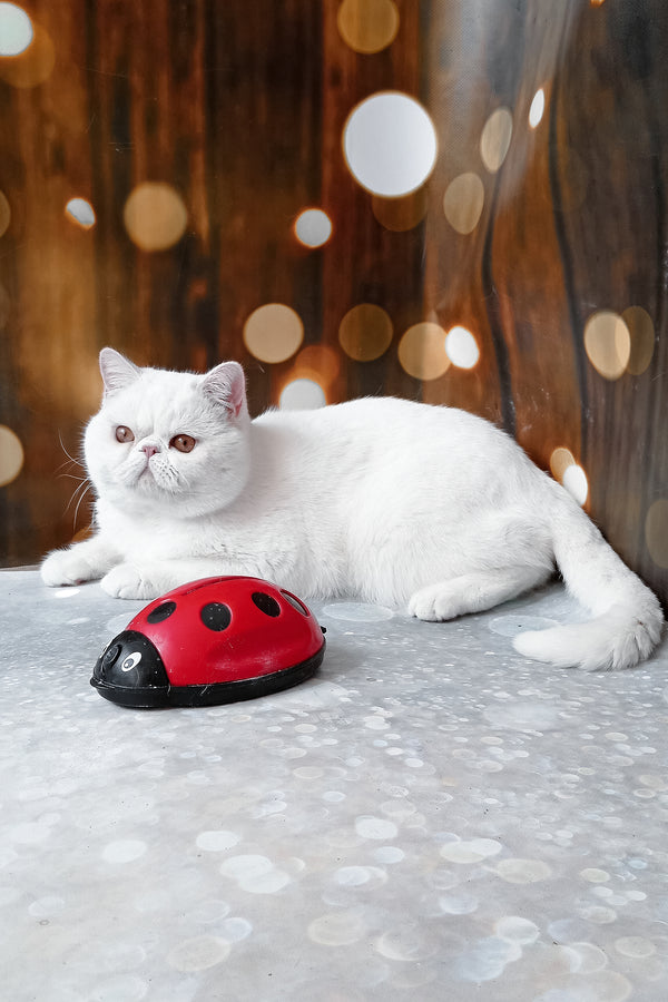 Edvard | Exotic Shorthair Kitten