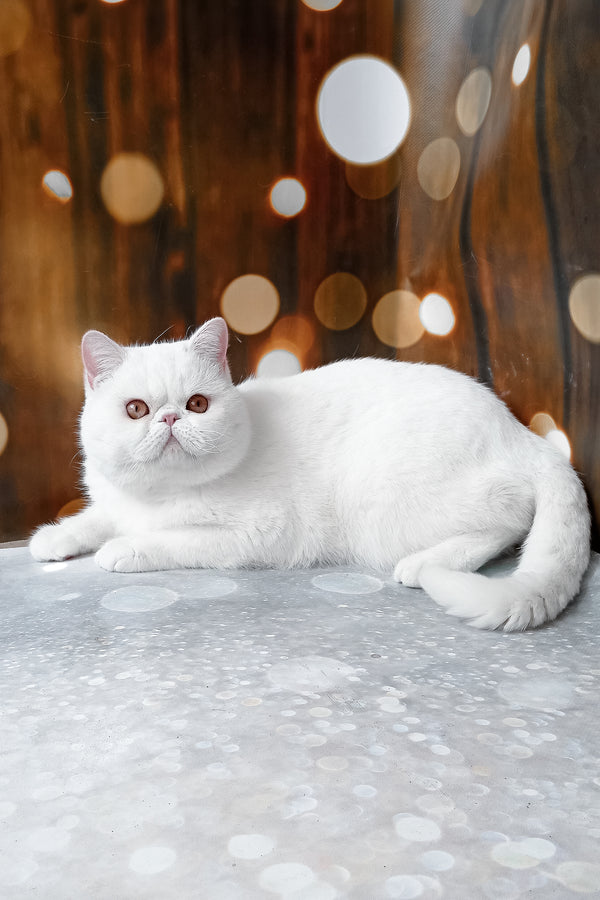 Edvard | Exotic Shorthair Kitten