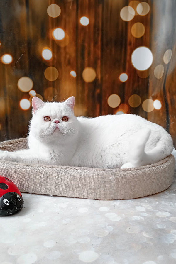 Edvard | Exotic Shorthair Kitten