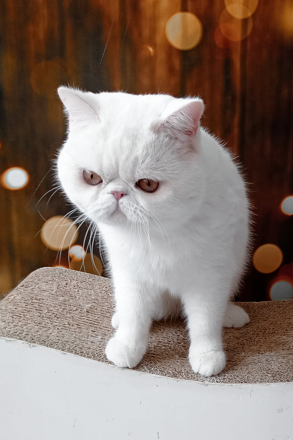 Edvard | Exotic Shorthair Kitten