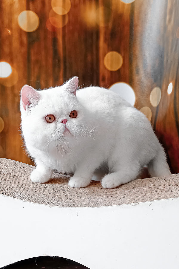 Edvard | Exotic Shorthair Kitten