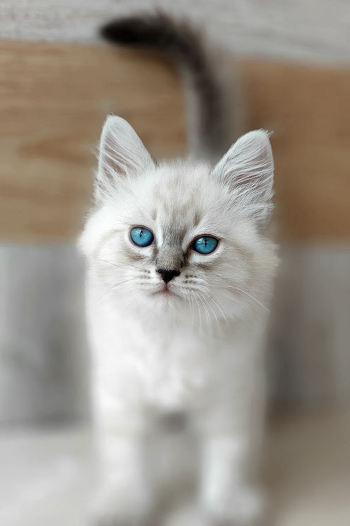 Edward | Siberian Kitten