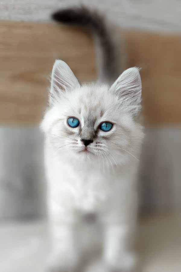 Edward | Siberian Kitten