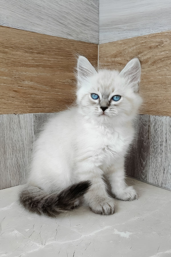 Edward | Siberian Kitten