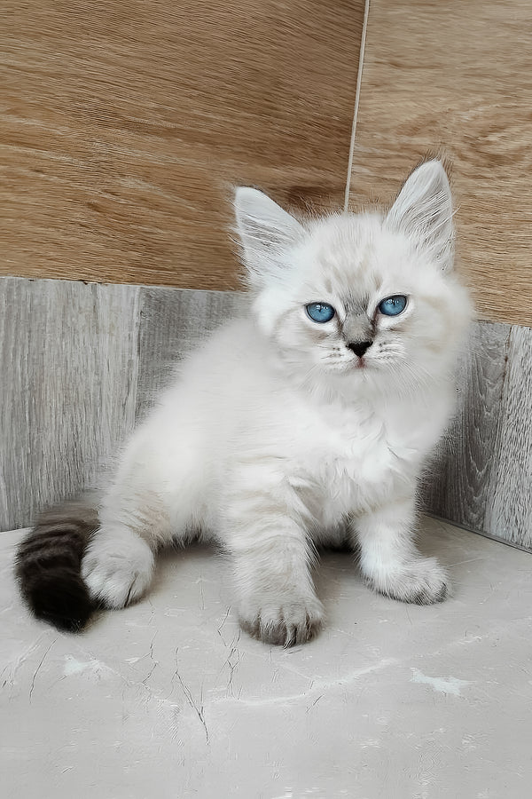 Edward | Siberian Kitten