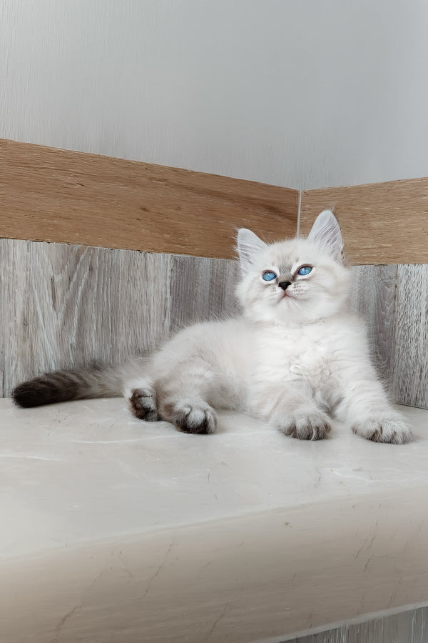 Edward | Siberian Kitten