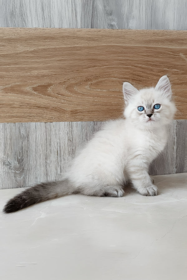 Edward | Siberian Kitten
