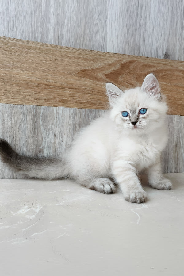 Edward | Siberian Kitten