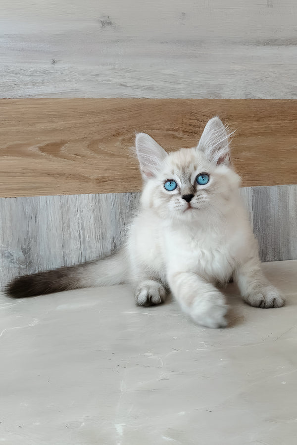 Edward | Siberian Kitten