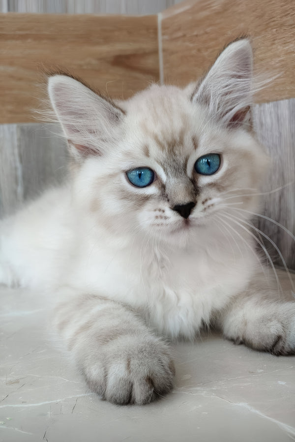 Edward | Siberian Kitten
