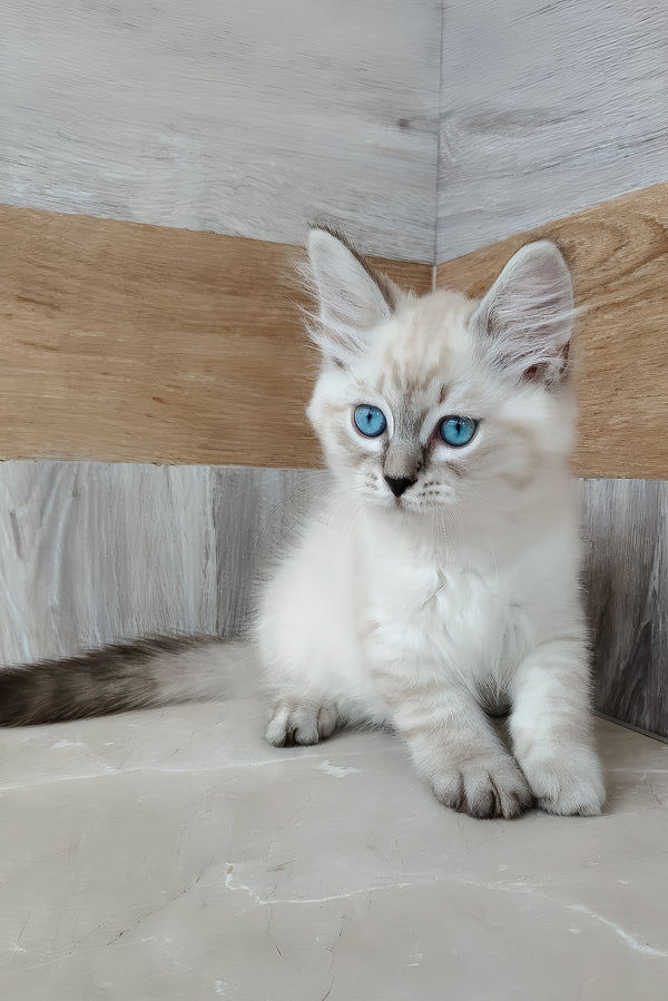 Edward | Siberian Kitten