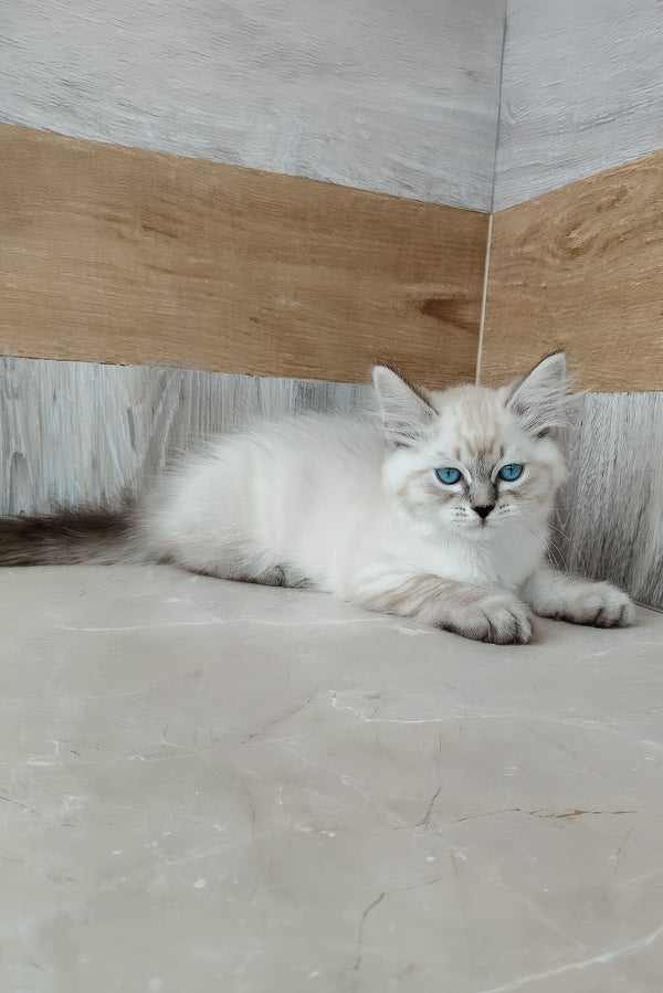 Edward | Siberian Kitten