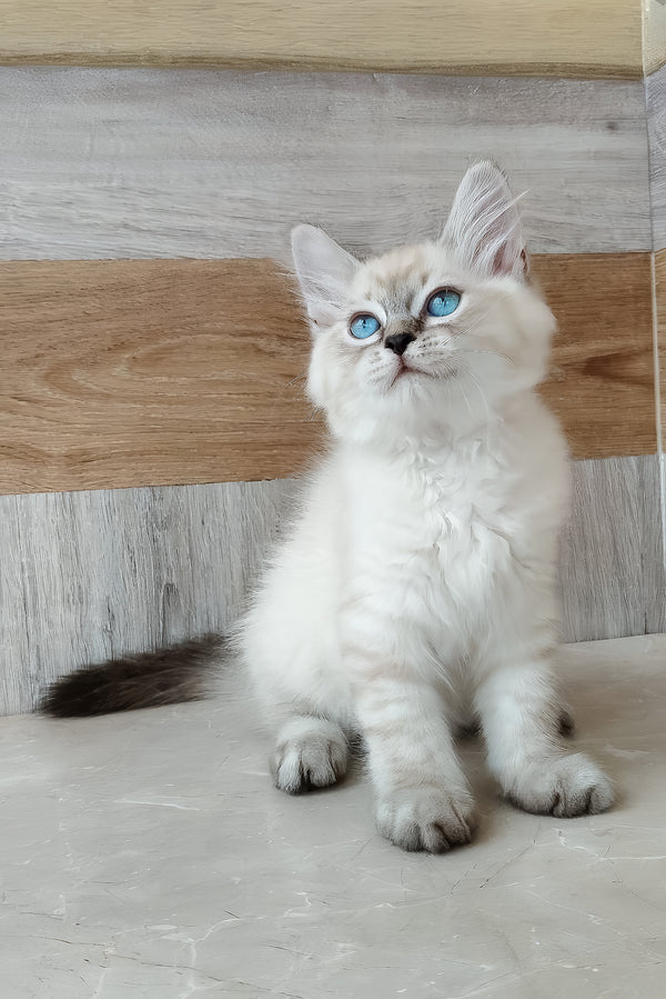 Edward | Siberian Kitten