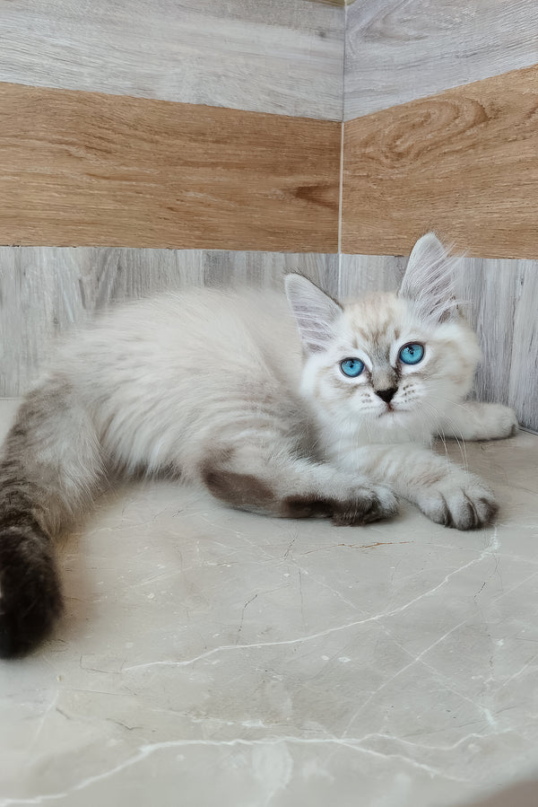 Edward | Siberian Kitten