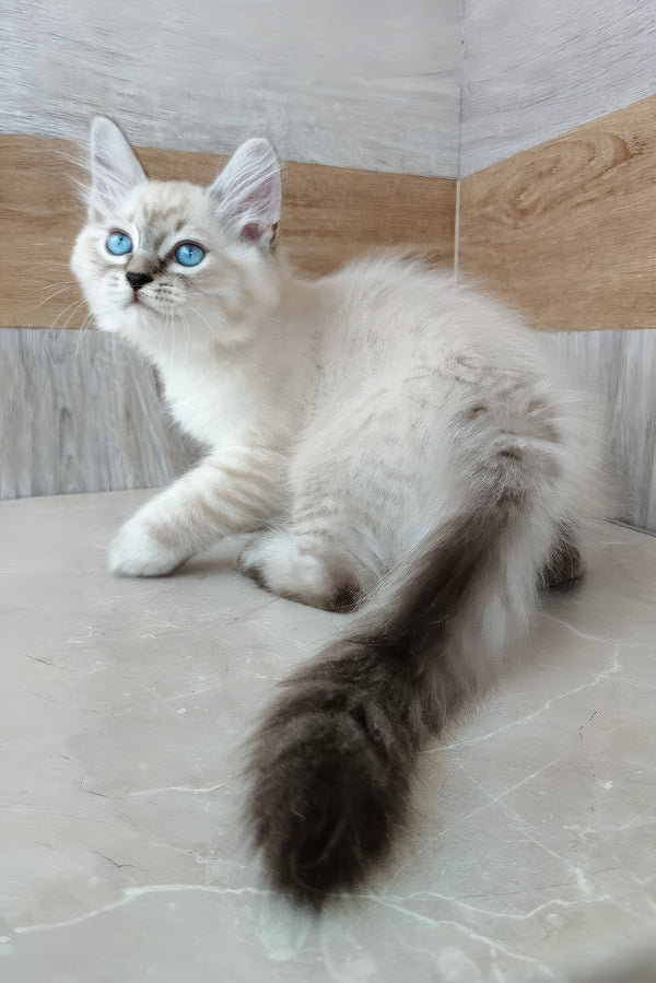 Edward | Siberian Kitten