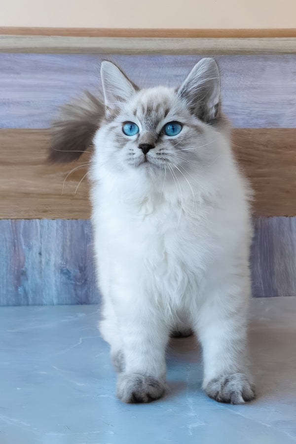 Edward | Siberian Kitten
