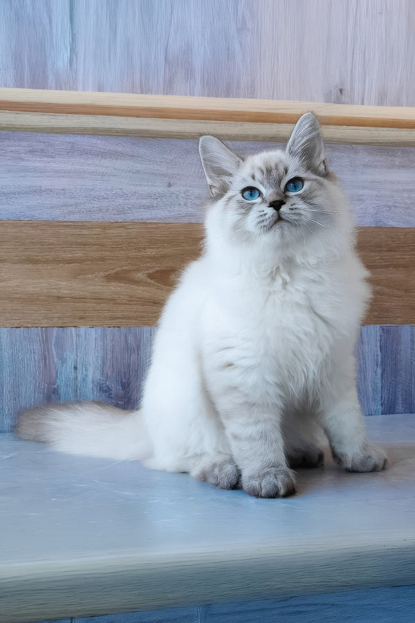 Edward | Siberian Kitten