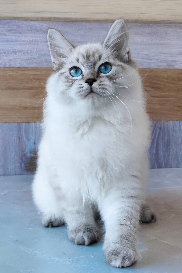 Edward | Siberian Kitten
