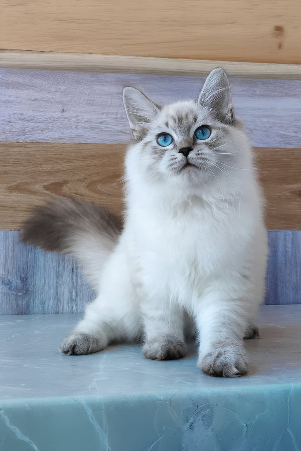 Edward | Siberian Kitten