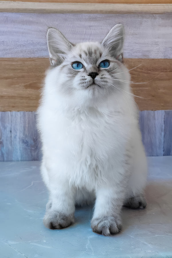 Edward | Siberian Kitten